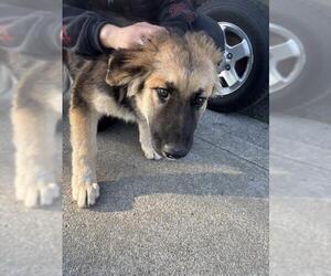 German Shepherd Dog Dog for Adoption in Stockton, California USA