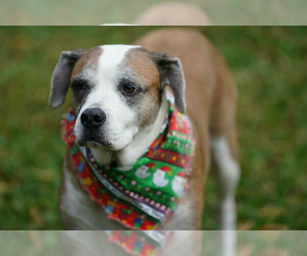 Medium Photo #6 Boxer-Unknown Mix Puppy For Sale in Boonton, NJ, USA