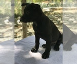 Small Photo #5 Belgian Malinois Puppy For Sale in VACAVILLE, CA, USA