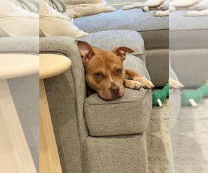 Paloma - Female Mutt Dog for Adoption - Photo #3