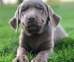 Small Photo #2 Labrador Retriever Puppy For Sale in BEARTOWN, PA, USA