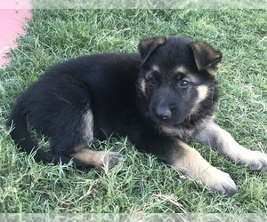 Akita-German Shepherd Dog Mix Puppy for sale in BRKN ARW, OK, USA