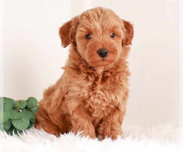Medium Photo #2 Goldendoodle (Miniature) Puppy For Sale in KILLINGER, PA, USA