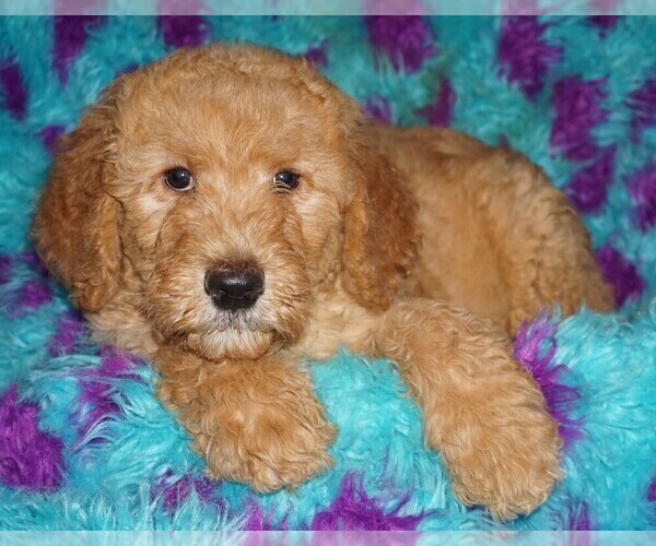 Medium Photo #4 Miniature Labradoodle Puppy For Sale in LA HABRA, CA, USA