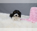 Puppy Mary Cavapoo