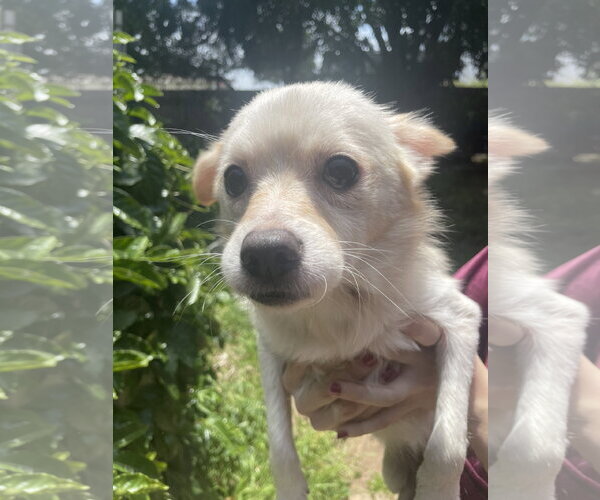 Medium Photo #3 Chihuahua Puppy For Sale in San Diego, CA, USA