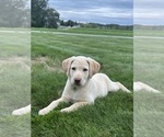 Oakley - Female Labrador Retriever Puppy for Sale - Photo #2