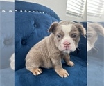 Small Photo #21 English Bulldog Puppy For Sale in BERKELEY, CA, USA