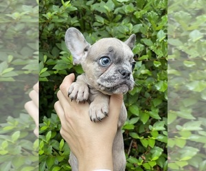 French Bulldog Puppy for sale in JACKSONVILLE, FL, USA