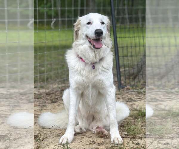 Medium Photo #9 Great Pyrenees-Unknown Mix Puppy For Sale in Houston, TX, USA