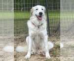 Small #8 Great Pyrenees Mix