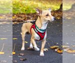 Small Photo #5 Chiweenie Puppy For Sale in Arlington, VA, USA