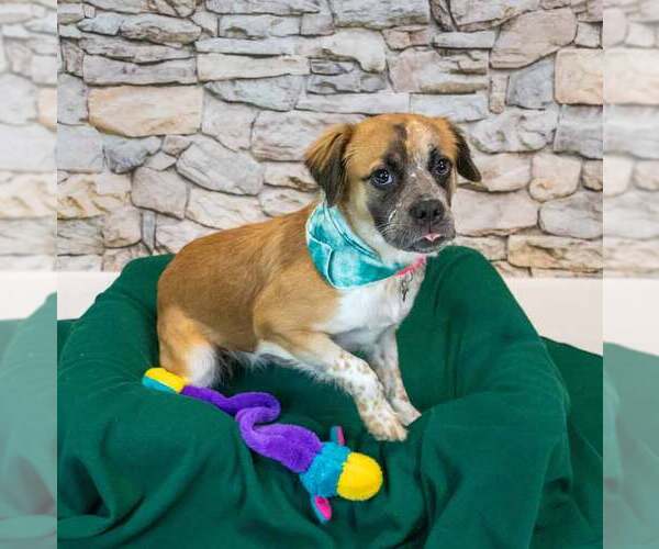 Medium Photo #3 Boxer-Colonial Cocker Spaniel Mix Puppy For Sale in Kennesaw, GA, USA