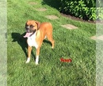 Small Photo #1 Boxer Puppy For Sale in APPLE CREEK, OH, USA