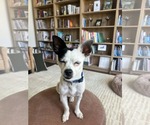 Small #1 Chihuahua