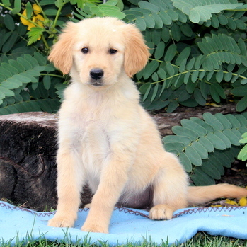 Medium Photo #1 Golden Retriever Puppy For Sale in GAP, PA, USA
