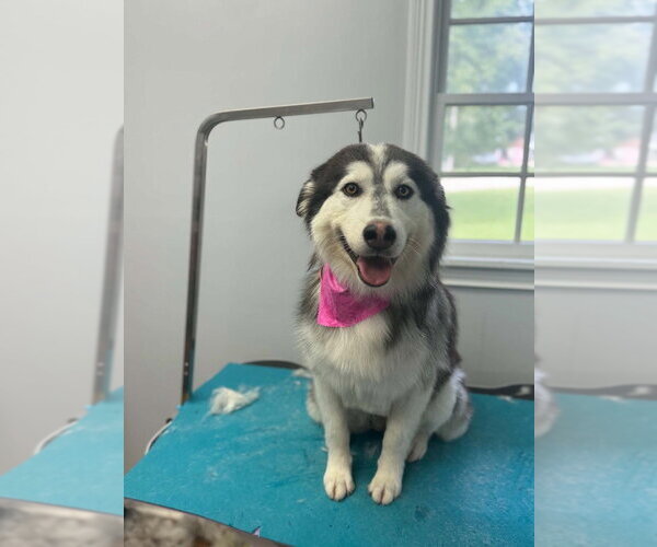 Medium Photo #5 Alaskan Malamute Puppy For Sale in Aurora, IN, USA
