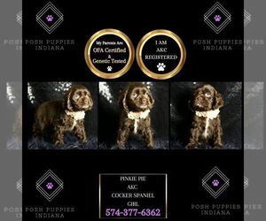 Cocker Spaniel Puppy for sale in WARSAW, IN, USA