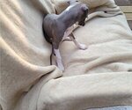 Small Photo #3 Italian Greyhound Puppy For Sale in NEWTOWN SQUARE, PA, USA