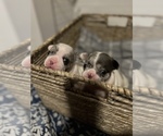 Small Photo #6 French Bulldog Puppy For Sale in CHIEFLAND, FL, USA