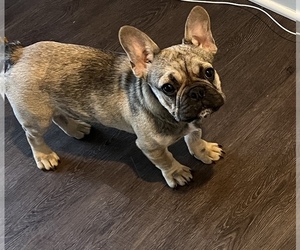 French Bulldog Litter for sale in INDIANAPOLIS, IN, USA