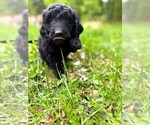 Puppy Puppy 5 Double Doodle