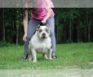 Mother of the American Bully puppies born on 07/11/2025