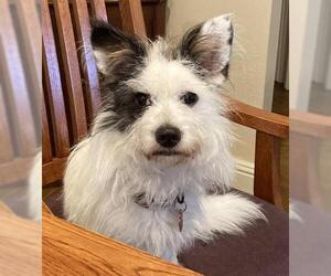 Mutt Dogs for adoption in Oakley, CA, USA
