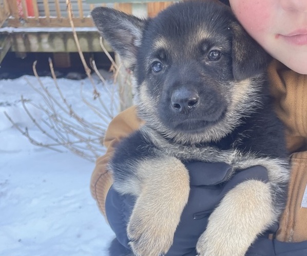 Medium Photo #2 German Shepherd Dog Puppy For Sale in MADISON HEIGHTS, VA, USA