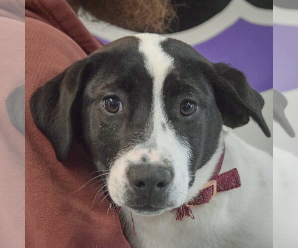 Medium Photo #5 Labrador Retriever Puppy For Sale in Huntley, IL, USA