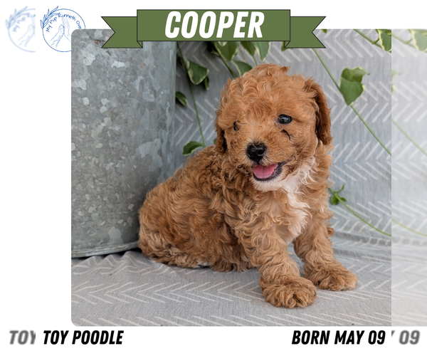 Medium Photo #37 Poodle (Toy) Puppy For Sale in GOSHEN, IN, USA