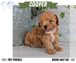 Small Photo #37 Poodle (Toy) Puppy For Sale in GOSHEN, IN, USA