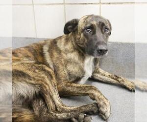Labrador Retriever-Unknown Mix Dogs for adoption in San Antonio, TX, USA