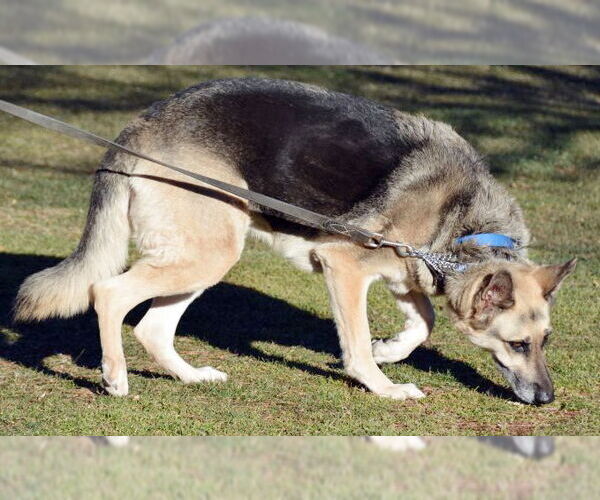 Medium Photo #4 German Shepherd Dog Puppy For Sale in Phoenix, AZ, USA