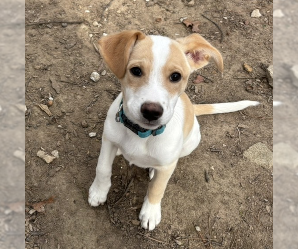 Medium Photo #14 Boxador Puppy For Sale in Vail, AZ, USA