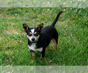 Father of the Chihuahua puppies born on 05/13/2025