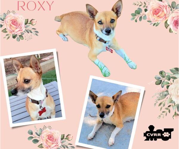 Medium Photo #1 Chihuahua-Unknown Mix Puppy For Sale in Lindsay, CA, USA