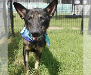 German Shepherd Dog-Unknown Mix Dogs for adoption in San Antonio, TX, USA