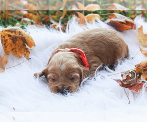 Cock-A-Poo Puppy for sale in VILLA RIDGE, IL, USA