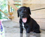 Small Photo #1 Double Doodle Puppy For Sale in FREDERICKTOWN, MO, USA