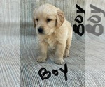 Small #4 Golden Retriever