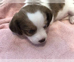Bea-Tzu Puppy for sale in BEAVERDAM, VA, USA