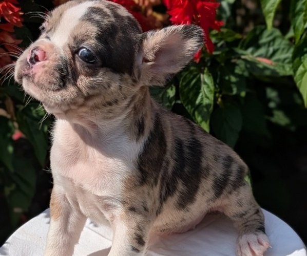 Medium Photo #5 Faux Frenchbo Bulldog Puppy For Sale in GOSHEN, IN, USA