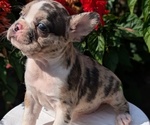 Small #4 Faux Frenchbo Bulldog