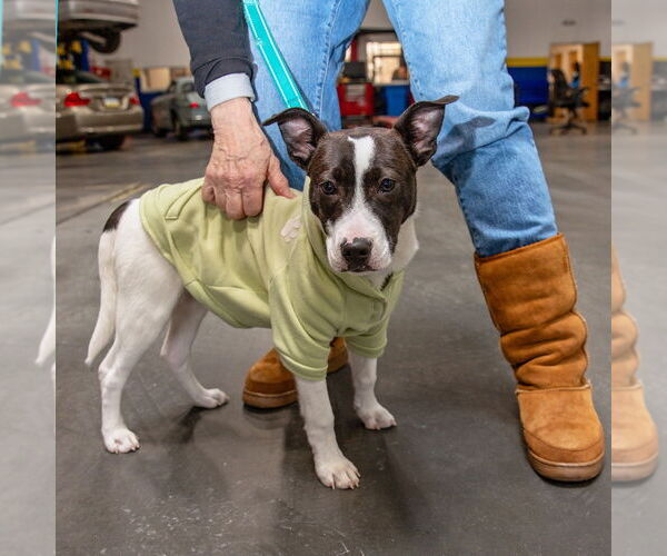 Medium Photo #7 Mutt Puppy For Sale in Kimberton, PA, USA