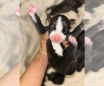 Puppy Puppy 7 Doberman Pinscher-Dogo Argentino Mix