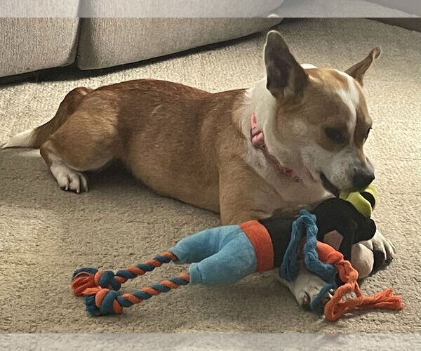 Medium Photo #2 Mutt Puppy For Sale in Brooklyn Center, MN, USA