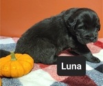 Small Photo #5 Tibetan Mastiff Puppy For Sale in PRINCETON, MN, USA
