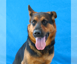 Small #1 German Shepherd Dog Mix