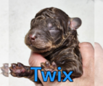 Puppy Twix Poodle (Miniature)